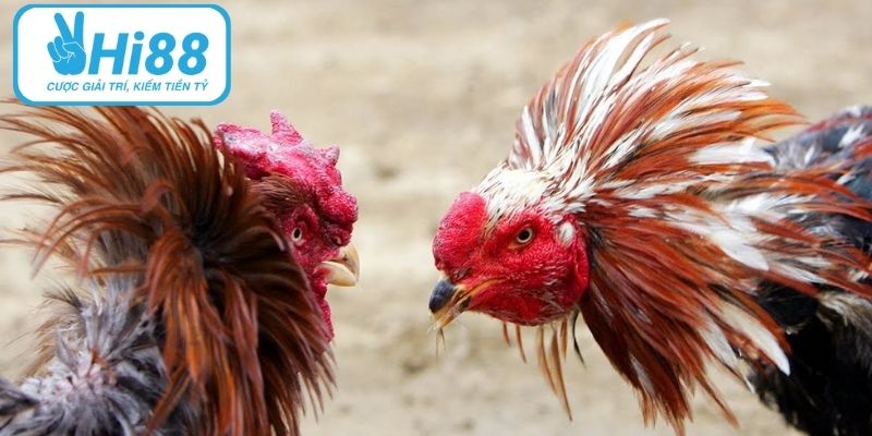 Đá Gà HI88 – Thế Giới Cá Cược Uy Tín, Kịch Tính Từng Phút