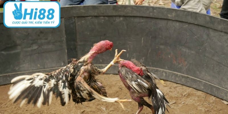 Đá Gà HI88 – Thế Giới Cá Cược Uy Tín, Kịch Tính Từng Phút