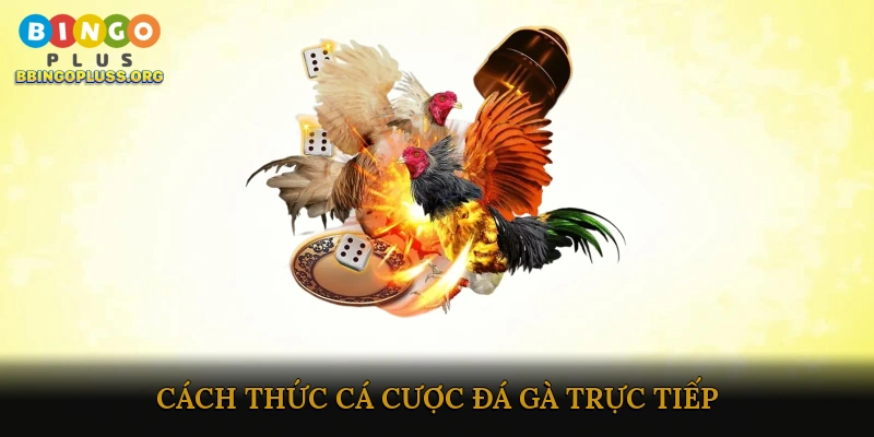 Cách thức cá cược đá gà trực tiếp