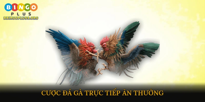 Cược đá gà trực tiếp