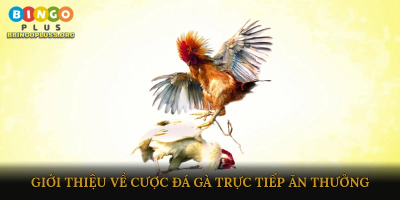 Giới thiệu về cược đá gà trực tiếp ăn thưởng