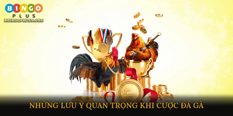 Những lưu ý quan trọng khi cược đá gà trực tiếp
