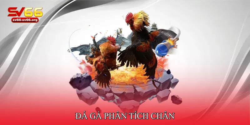 Đá gà phân tích chân
