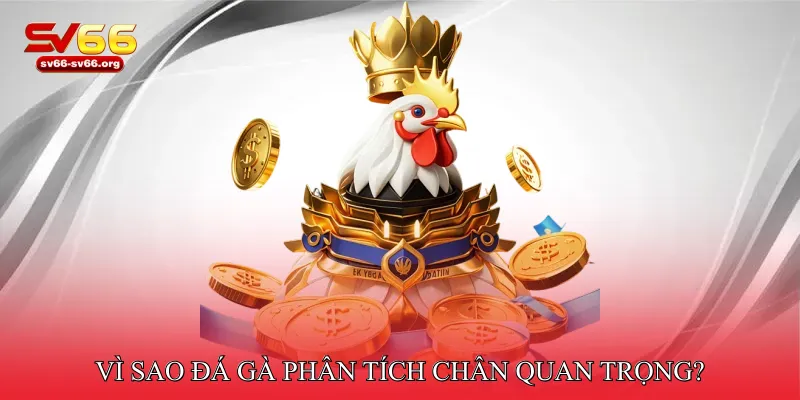 Vì sao Đá gà phân tích chân quan trọng?