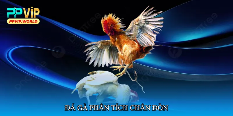 Đá gà phân tích chân đòn